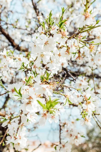 Hintergrund Des Mandelblütenbaums Kirschbaum Mit Zarten Blüten Erstaunlicher Frühlingsanfang Selektiver — Stockfoto
