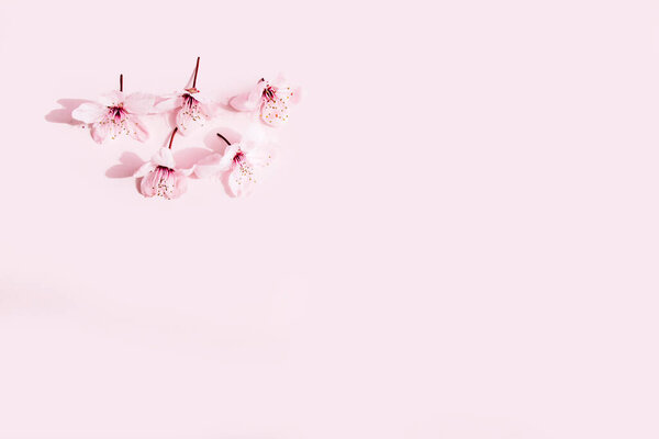 Flowers pattern on pink background. Copy space.