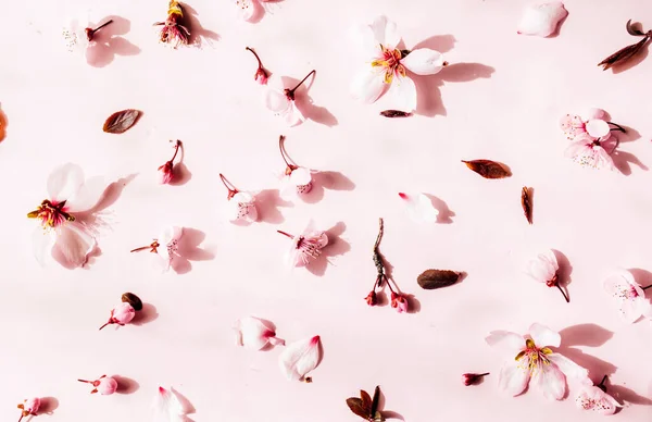 องค ประกอบของร ปแบบดอกไม ดอกไม ชมพ บนพ นหล ชมพ พาสเทล นวาเลนไทน — ภาพถ่ายสต็อก