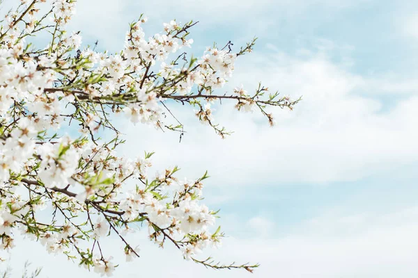 Фон Миндаля Цветет Дерево Небо Вишня Нежными Цветами Удивительное Начало — стоковое фото