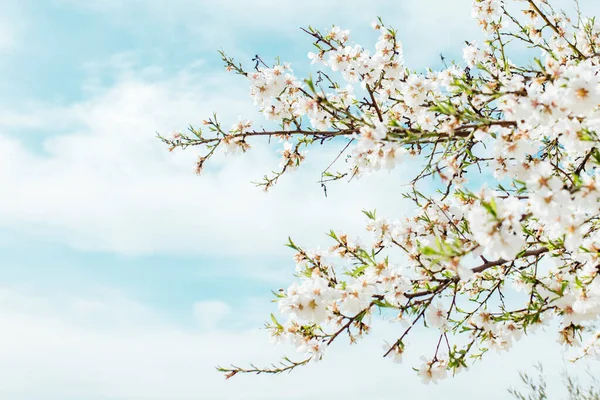 Latar Belakang Pohon Almond Mekar Dan Langit Pohon Ceri Dengan — Stok Foto