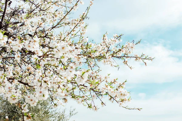 นหล งของดอกอ ลมอนด นไม และท องฟ นซาก ระท ดอกไม อนโยน — ภาพถ่ายสต็อก