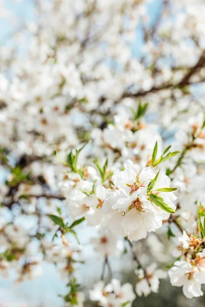 Hintergrund Der Mandelblüten Baum Und Himmel Kirschbaum Mit Zarten Blüten — Stockfoto