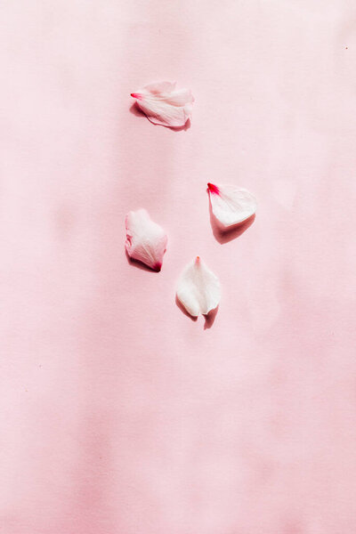 Cherry Almond Flowers Pattern Pink Background Copy Space Stock Image