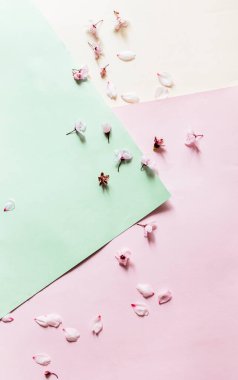 Çiçek desenli kompozisyon. Pastel üzerinde pembe çiçekler pembe sarı ve yeşil arka plan. Sevgililer Günü, Paskalya, Mutlu Kadınlar Günü, Anneler Günü. Düz konum, üst görünüm, kopyalama alanı