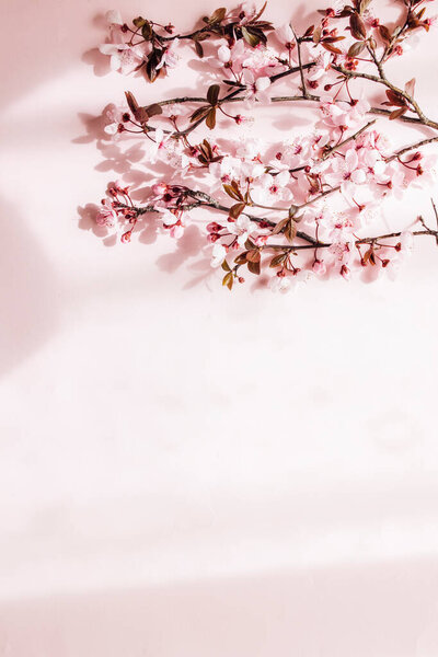 Cherry Flowers Branch Pink Background Copy Space Stock Picture