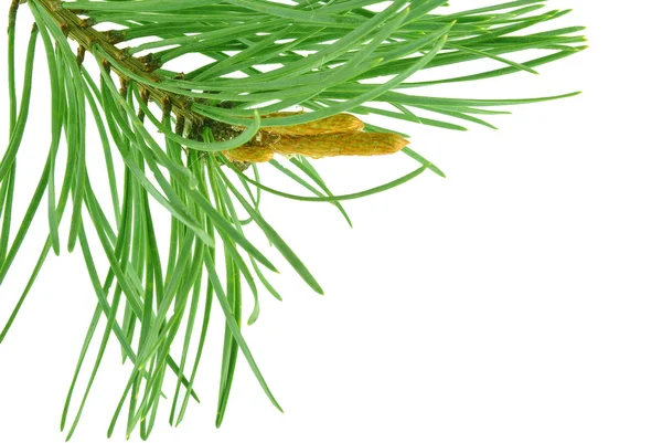 Pine kvistar — Stockfoto