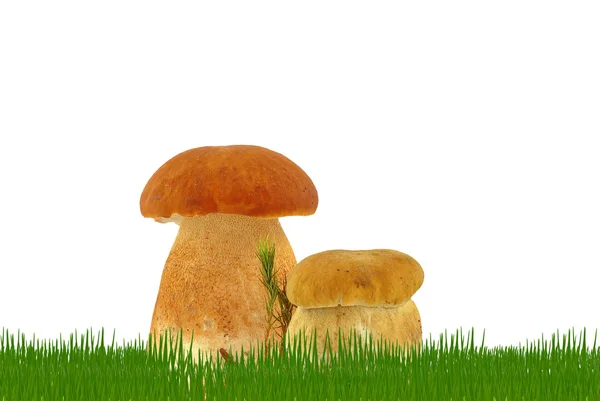 풀 속에 있는 버섯 — 스톡 사진