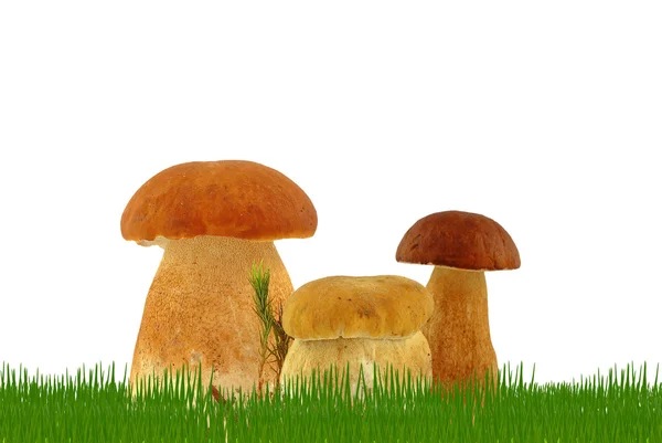 풀 속에 있는 버섯 — 스톡 사진