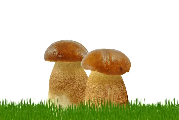 Mushrooms in the grass — Stock Photo, Image