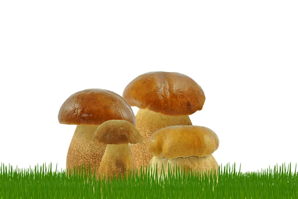 Mushrooms in the grass — Stock Photo, Image