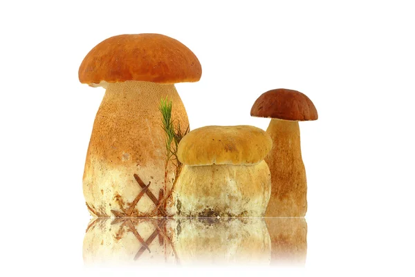 Paddenstoelen — Stockfoto