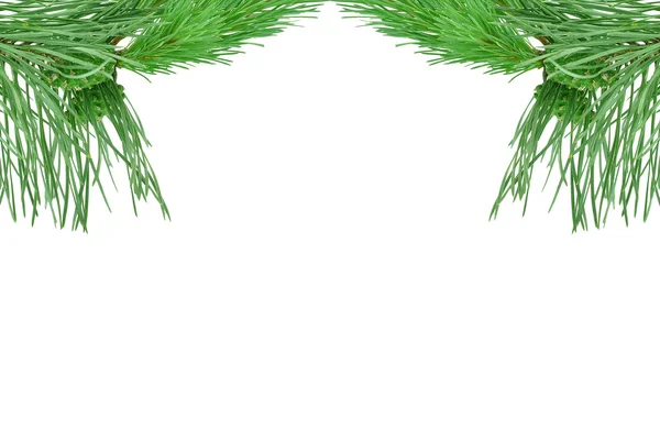 Pine twigs — Stock Photo, Image