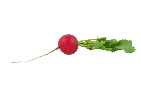 Radish — Stock Photo, Image