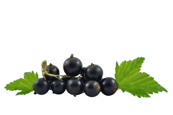 Blackcurrant — Stock Photo, Image