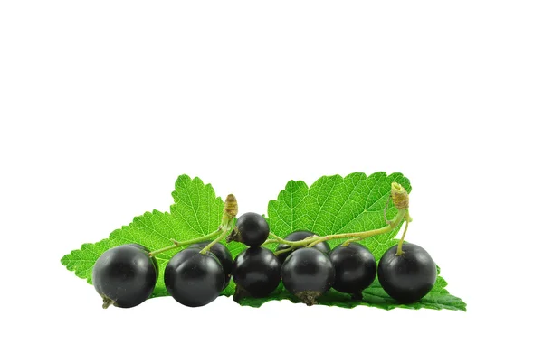 Blackcurrant — Stock Photo, Image