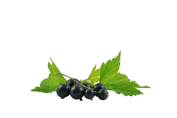 Blackcurrant — Stock Photo, Image