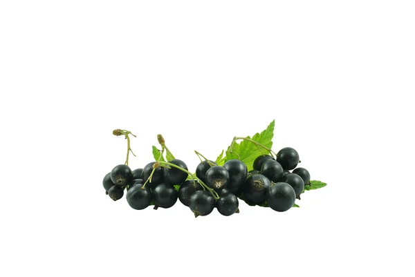 Grosella negra — Foto de Stock