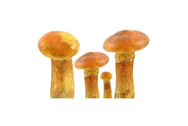 Bolete — 스톡 사진