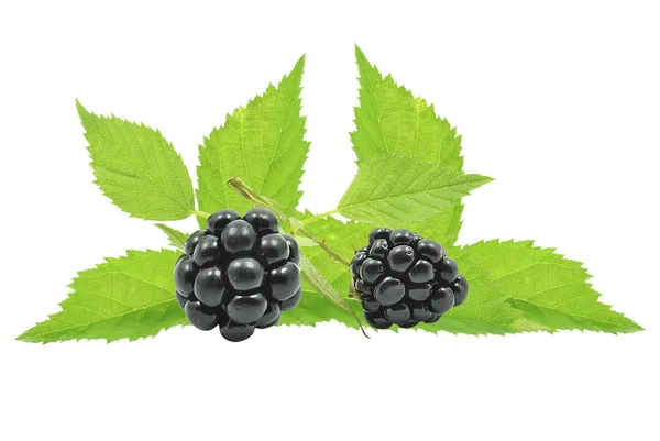 Brombeere — Stockfoto