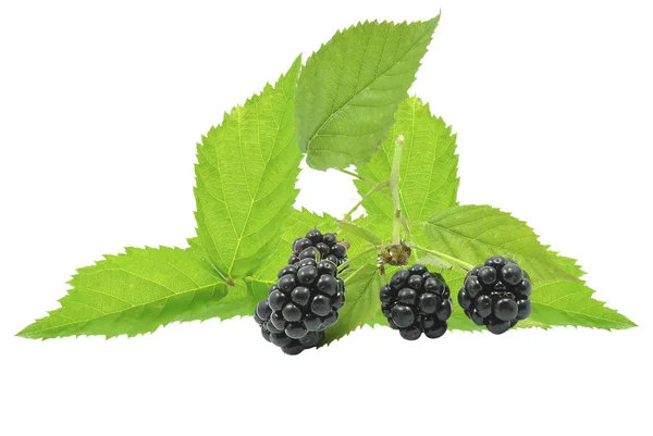 Brombeere — Stockfoto