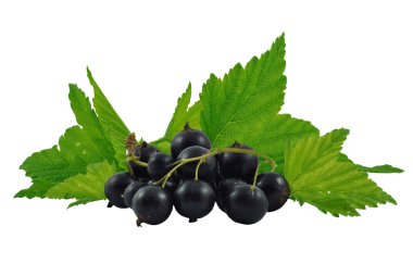 Blackcurrant