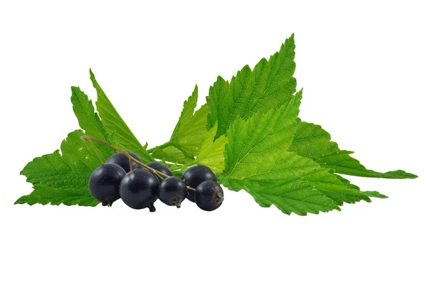 Blackcurrant — Stok fotoğraf