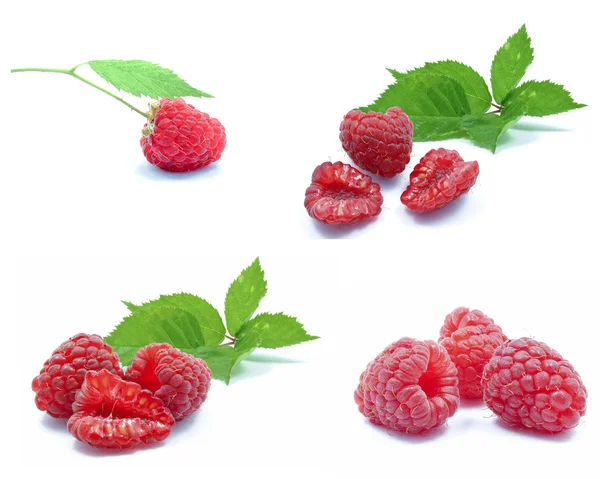 Himbeeren — Stockfoto