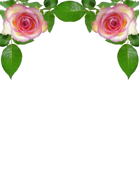 Rose — Stock Photo, Image