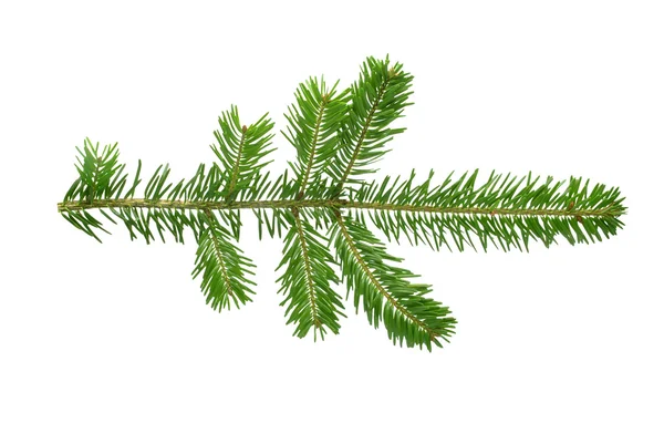 Fir twig — Stockfoto