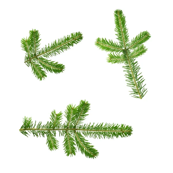 Fir twig — Stockfoto