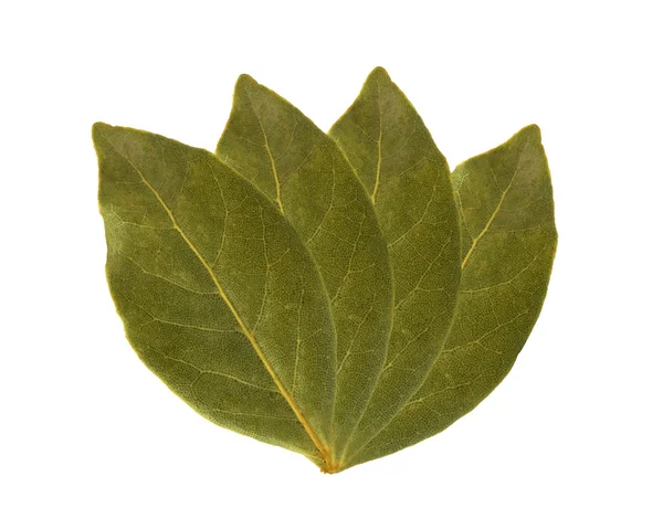 Bay leaves — Stock Photo, Image