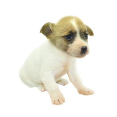 Genç köpek