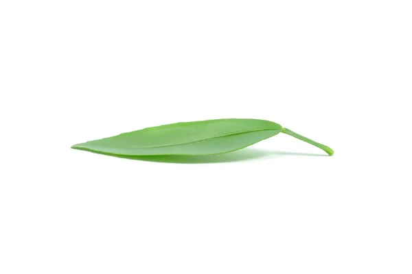 Leaf — Stock Photo, Image