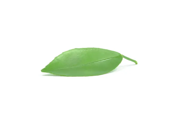 Leaf — Stock Photo, Image