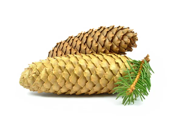 Cones — Stock Photo, Image