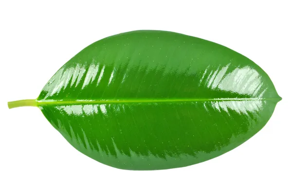 Leaf — Stock Photo, Image