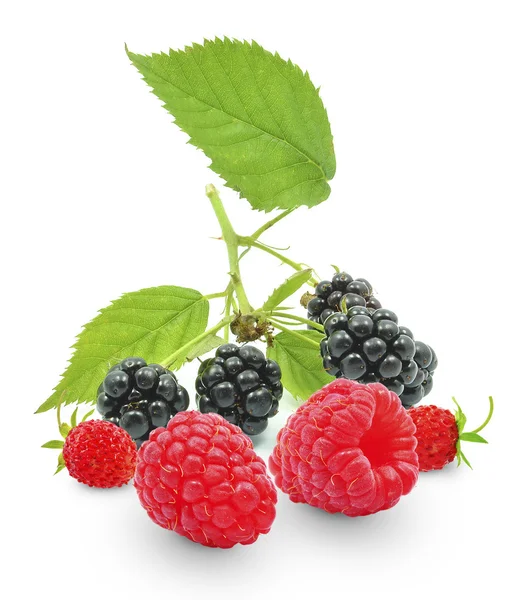 Beeren — Stockfoto