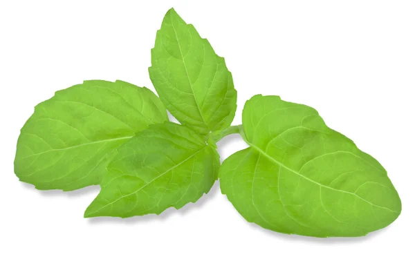 Hoja de albahaca — Foto de Stock