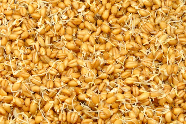小麦胚芽 — ストック写真