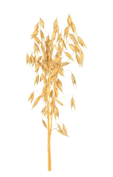 エンバクの穀物 — ストック写真