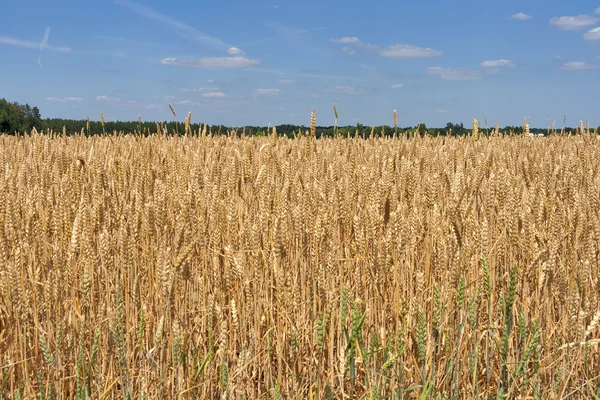 Wheat field — Stock Photo, Image