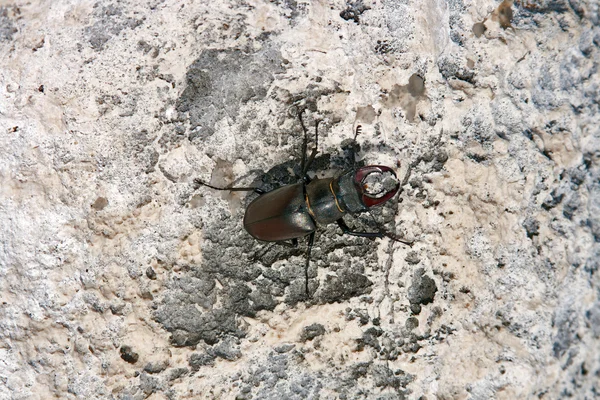 Avrupa stag beetle — Stok fotoğraf