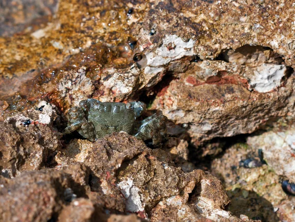 Sea crab — Stock Photo, Image