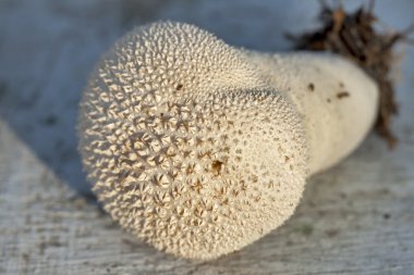 Puffball mushroom clipart