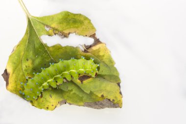 Huge emerald green caterpillar clipart