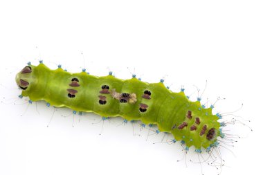 büyük zümrüt yeşil tırtıl baş aşağı