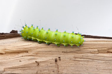 büyük zümrüt yeşil tırtıl