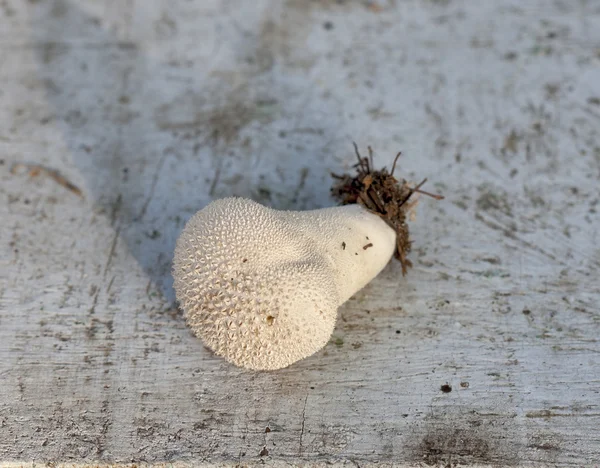 Puffball mushroom — Stock Photo, Image