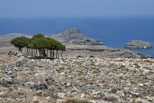 ロードス島に小さな木 — ストック写真